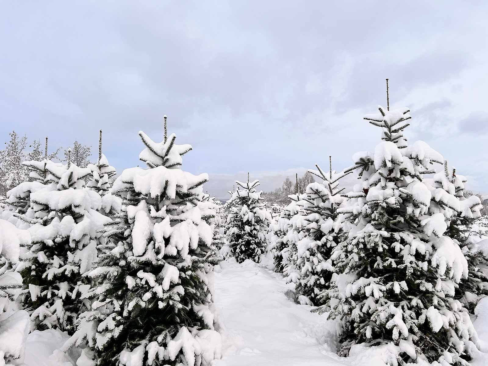 Agroservice-Weihnachtsbäume-04