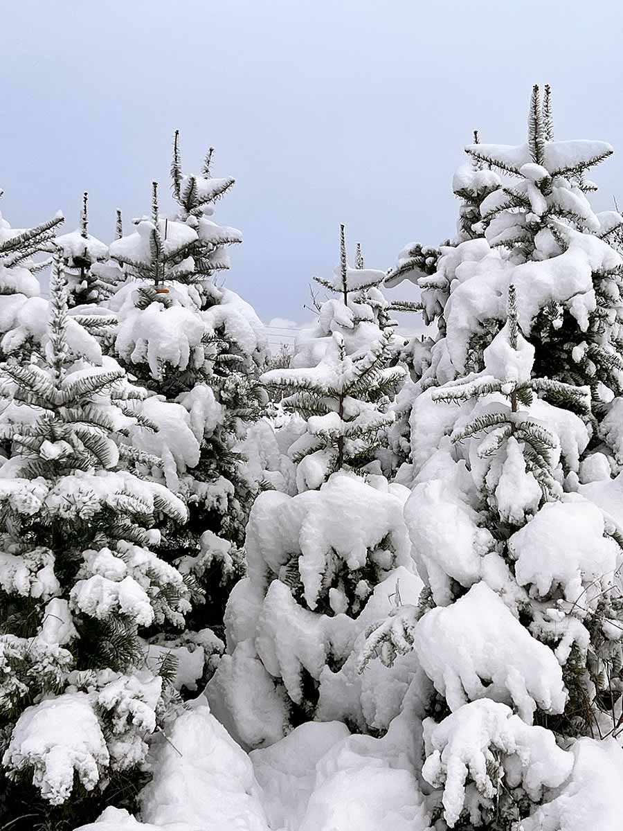 Agroservice-Weihnachtsbäume-06