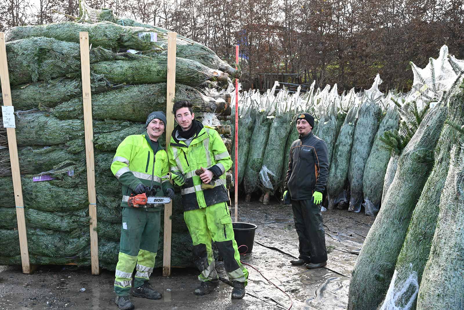 Agroservice-Weihnachtsbäume-09