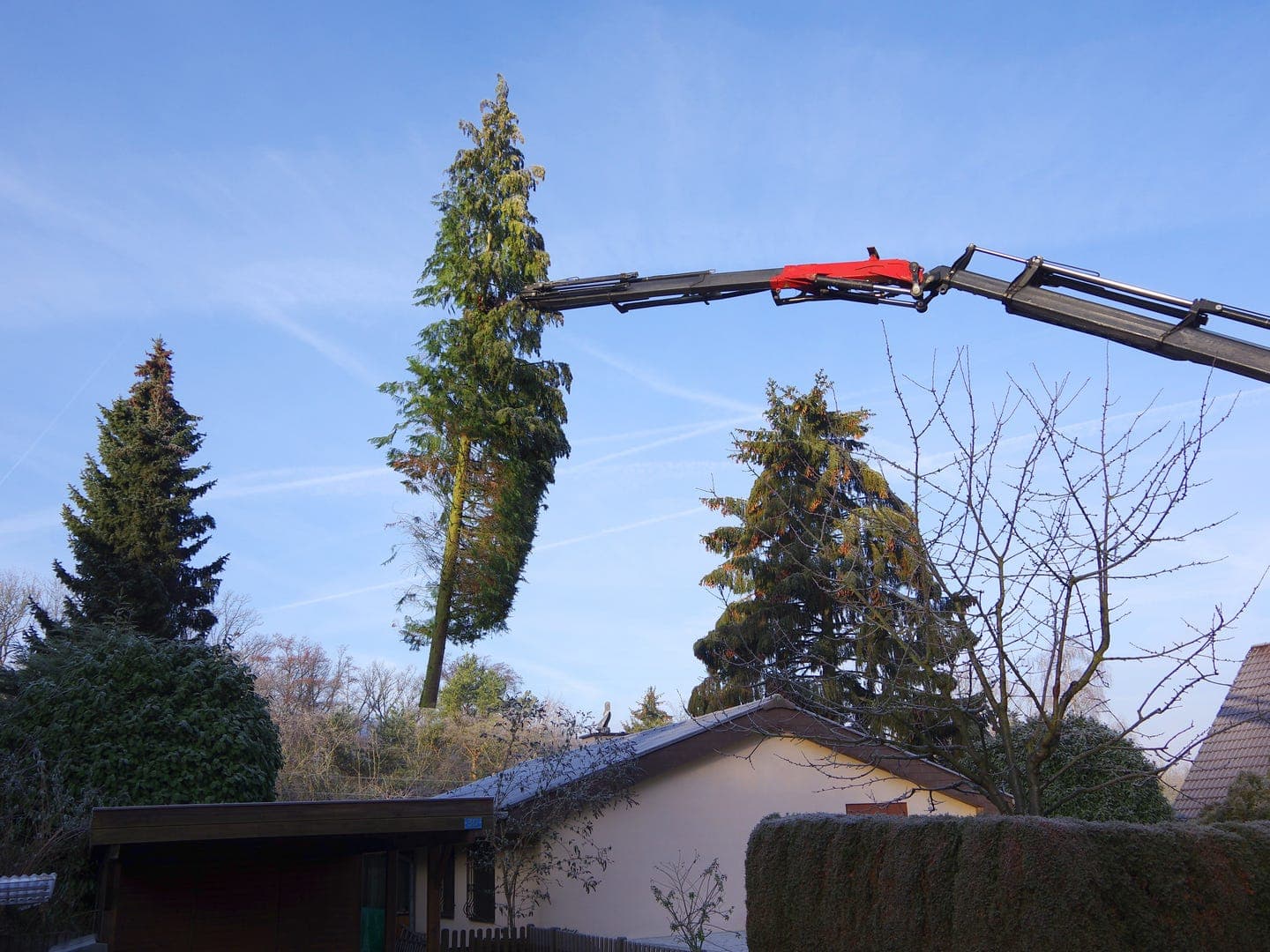 baumfaellen baumfaellen